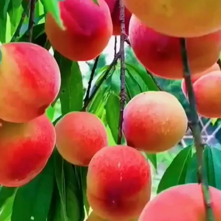 fruittank88