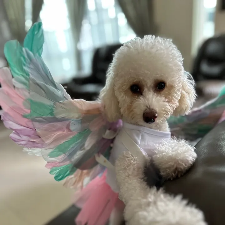 angel.poodle