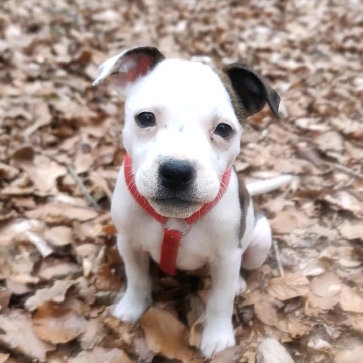 biancaparadi