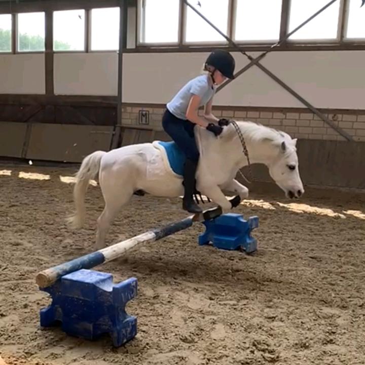 crazyponysky