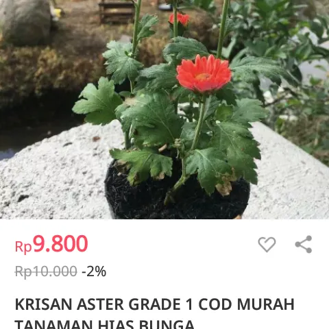 armii777